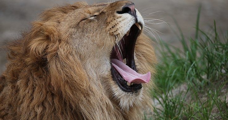 Close-up of male lion yawning, photographed with the Canon 100-400mm IS II USM lens