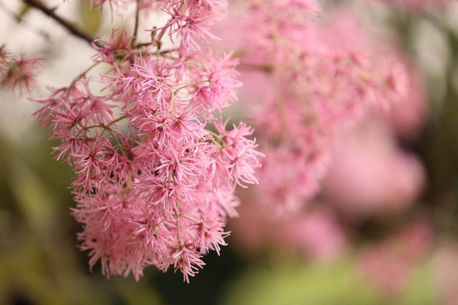 Pink flowers blooming on tree, photographed in shallow focus with the Canon RF 70-200mm f2.8L IS USM lens