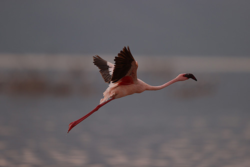 flying flamingo taken with the canon 1dx mark iii