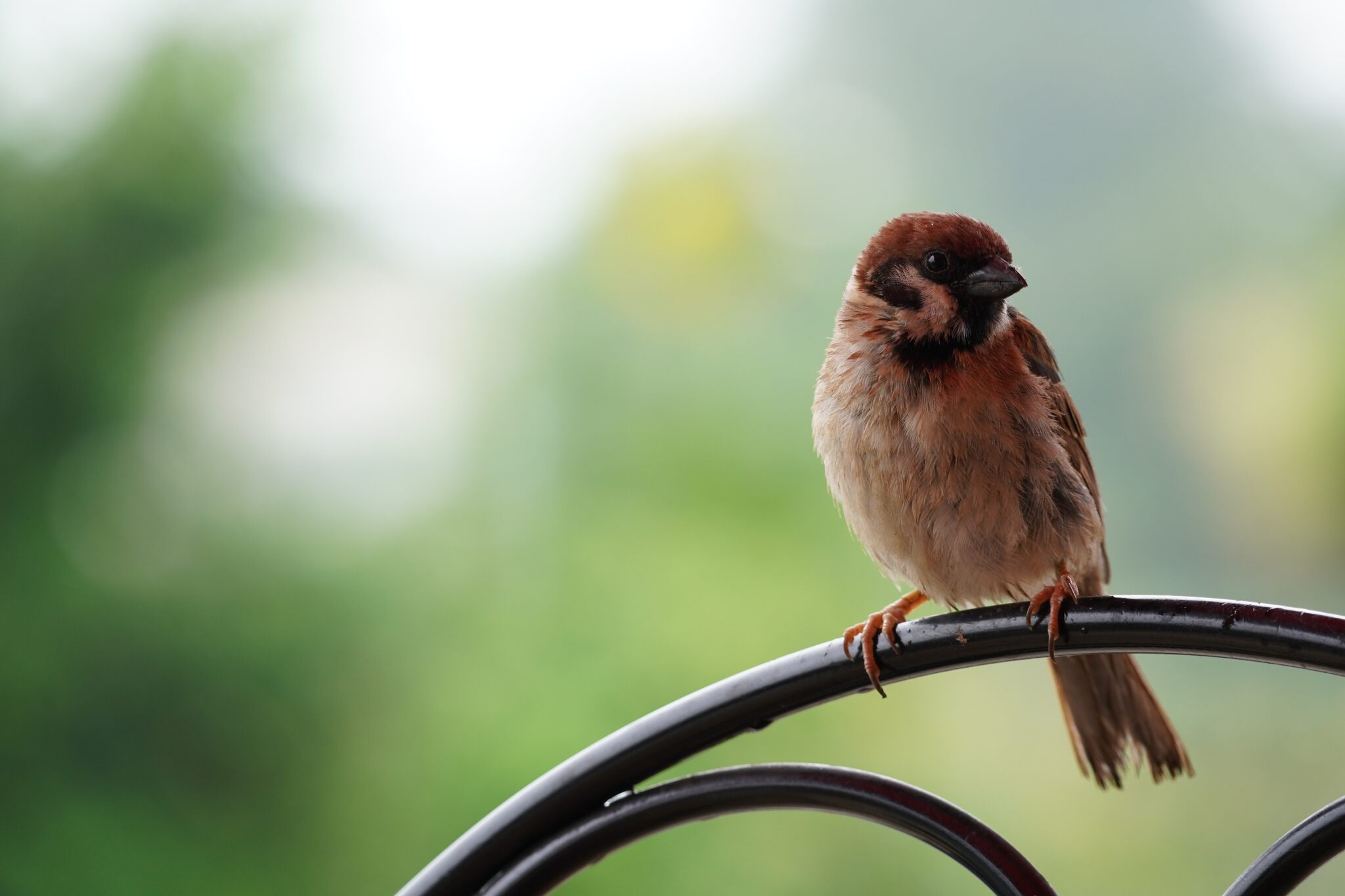 Small brown bird sitting on back of curved black chair with out-of-focus trees in the background, shot using the Sony E 70-350mm f4.5-6.3 G OSS Lens