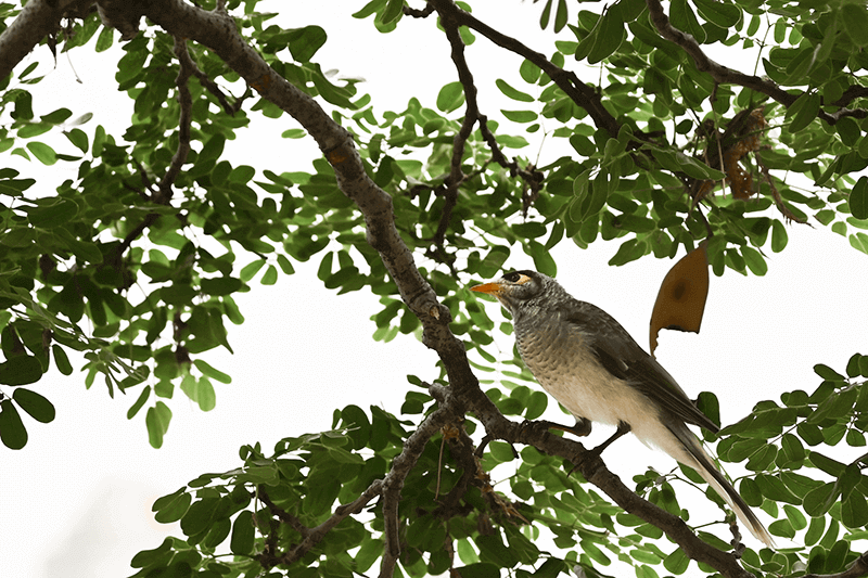 bird perched on a tree taken with the nikon d 780 dslr camera