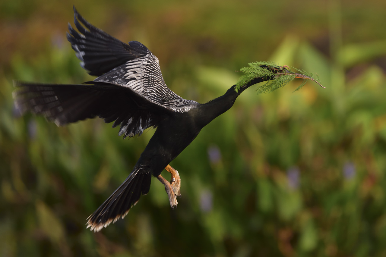 Black water bird flying with a leafy branch in its beak, photographed with the Nikon 500mm f5.6E PF ED VR Lens