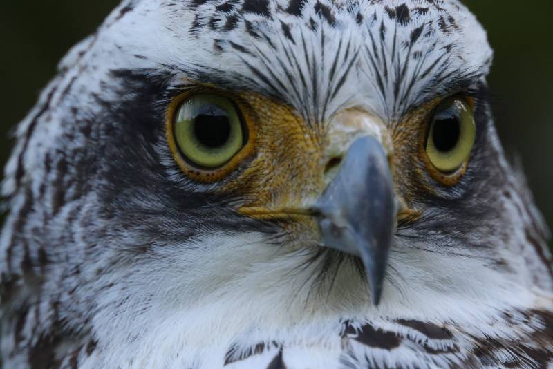 A profile of an eagle, taken using the Canon RF 1200mm f/8L IS USM Lens