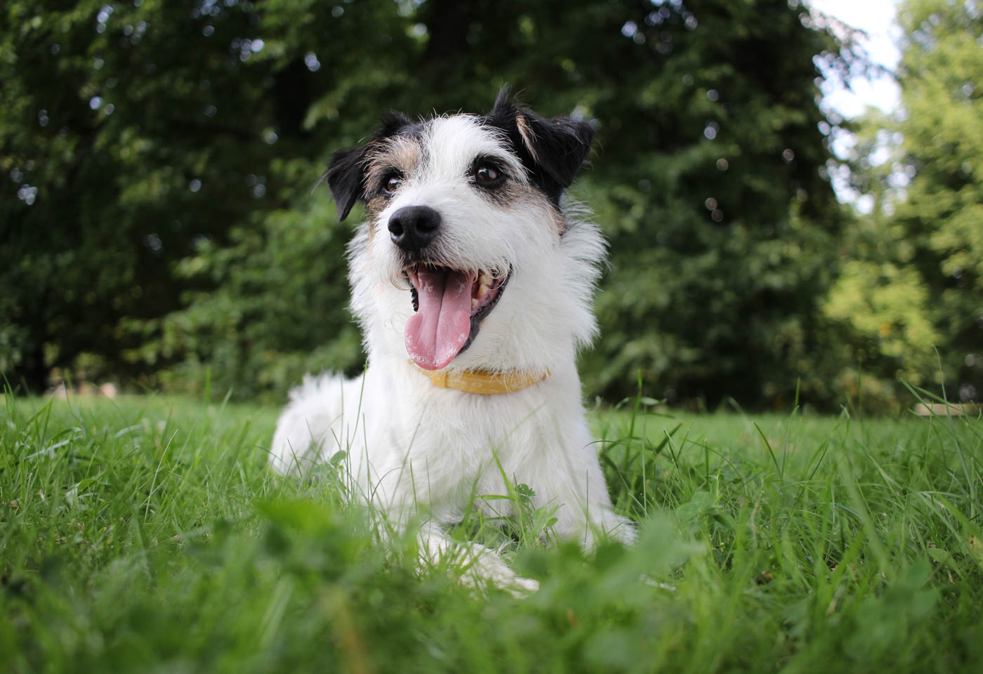 Close up of a dog, taken using the Canon EF-S 24mm f/2.8 STM Lens