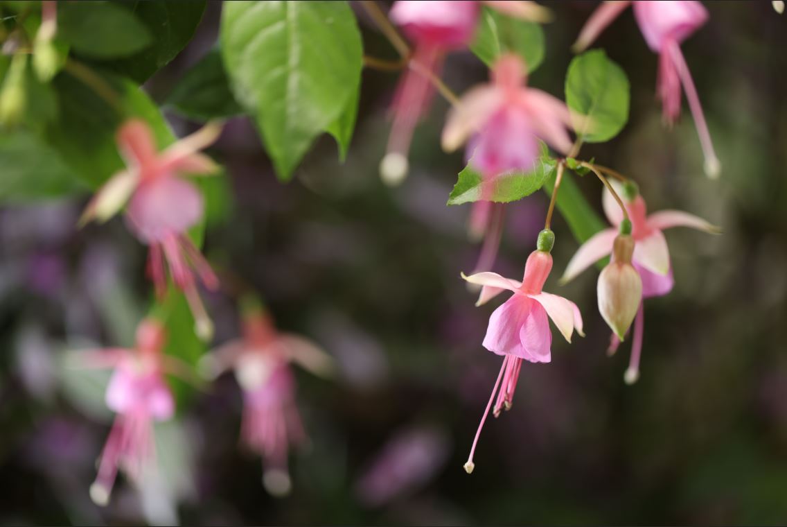 Close-up of delicate pink flowers in shallow focus, photographed using the Canon Speedlite EL-1 Flash