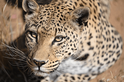 Close-up portraits of leopard, photographed using the Nikon Z 70-200mm f2.8 VR S lens