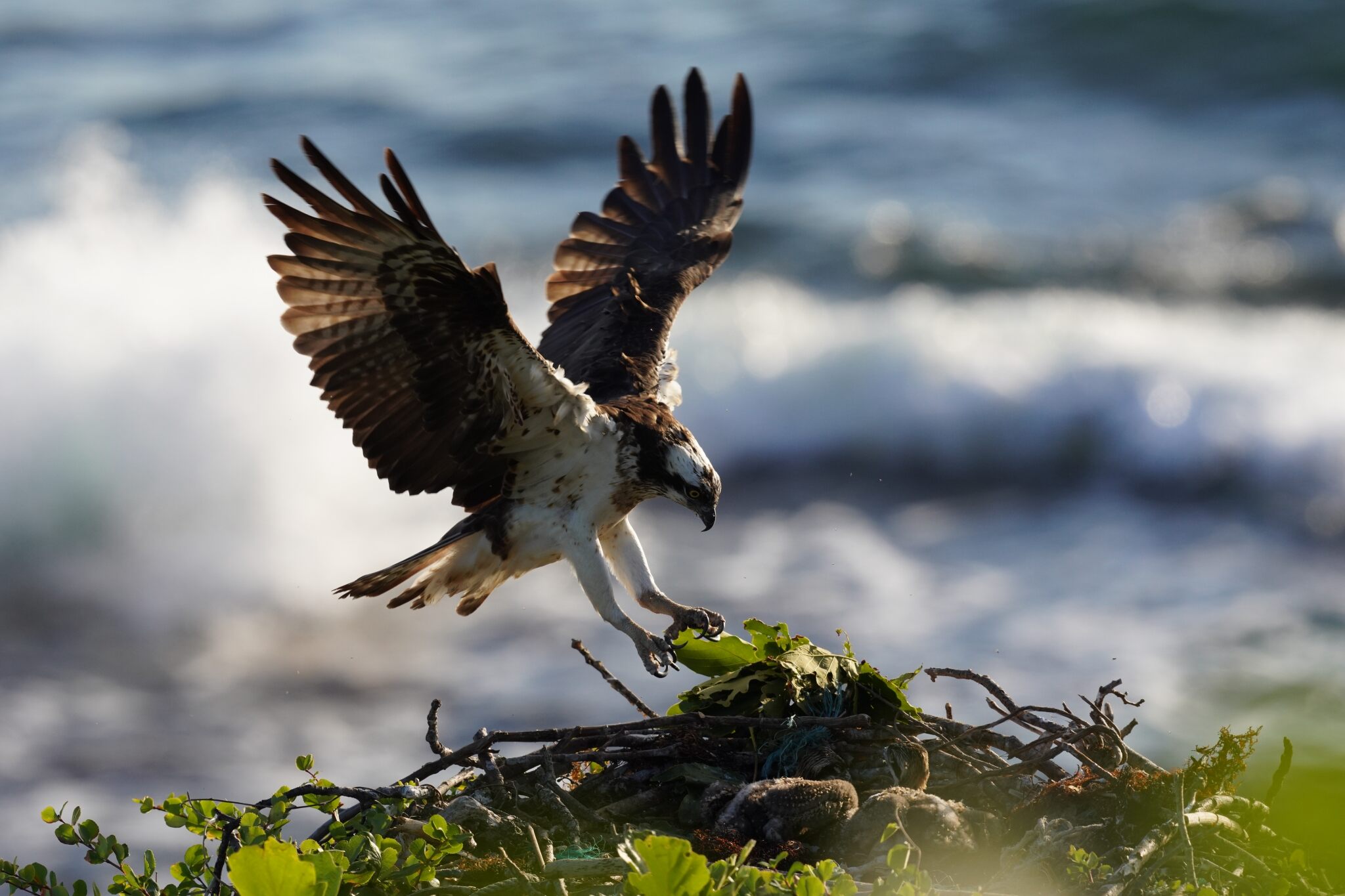 Eagle with outstretched wings landing on a nest by the sea, photographed with the Sony a7R IV mirrorless camera