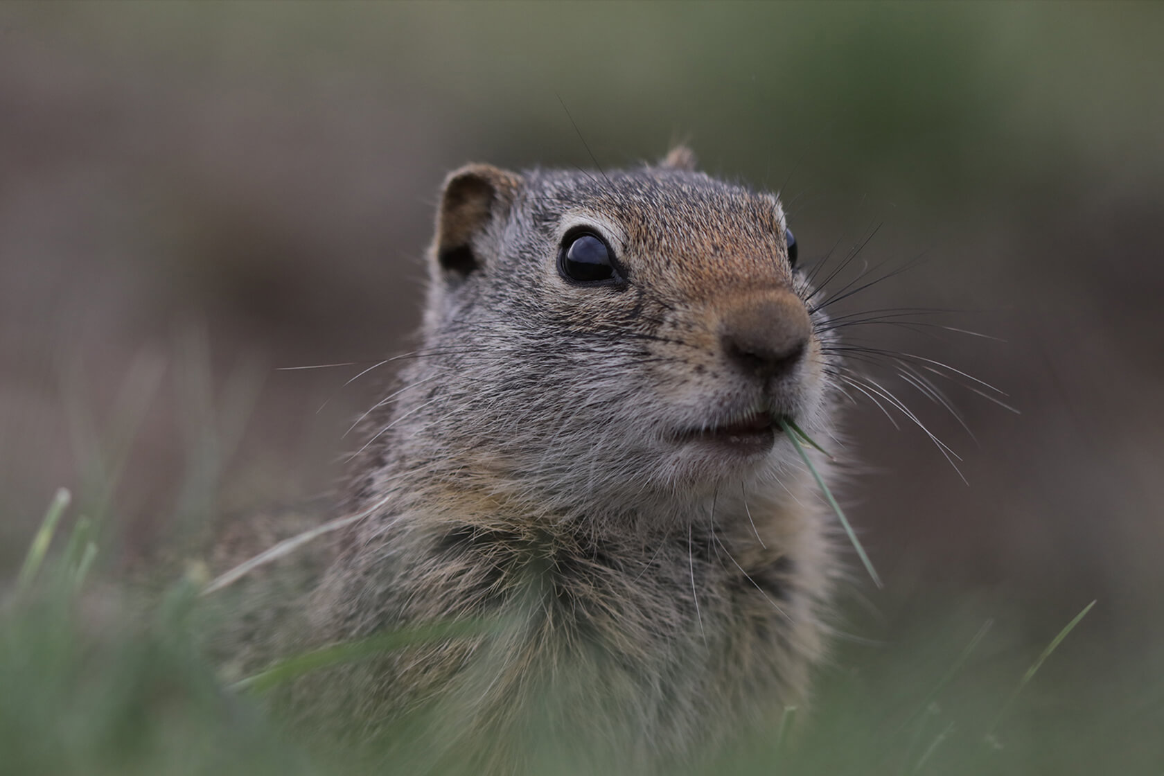 Close up of a squirrel, taken with Canon EOS 5D Mark IV