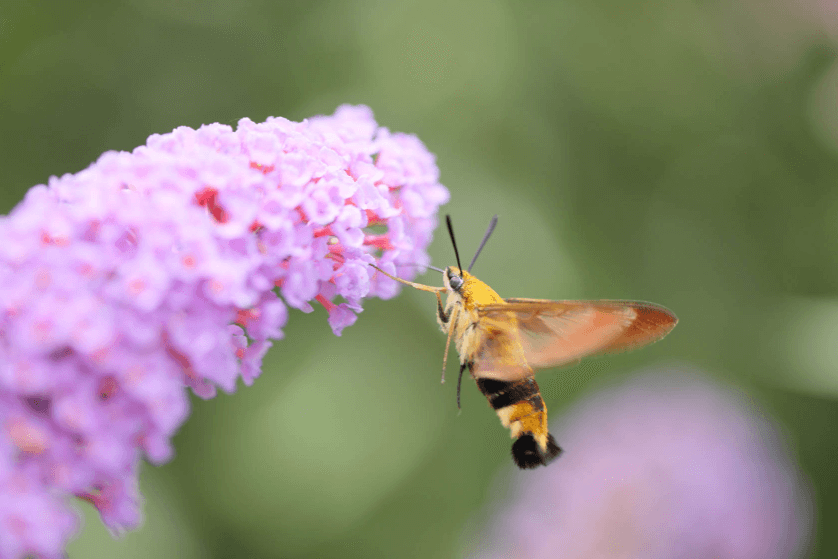 Bee hovering beside cluster of pink flowers, photographed with the Canon 100mm Macro IS USM lens