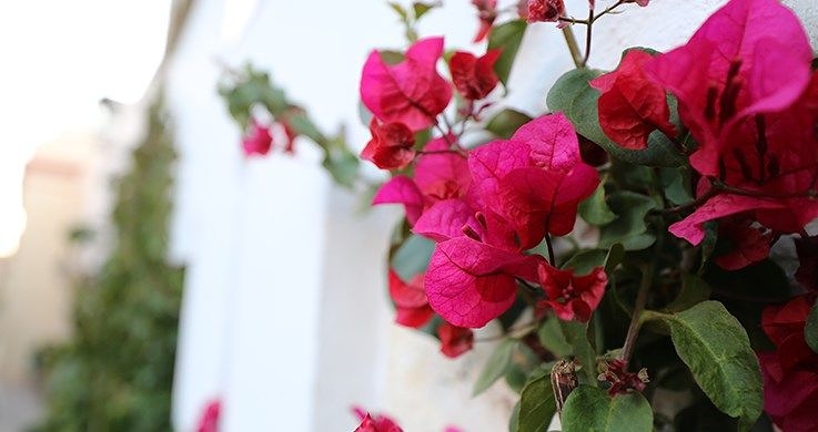 Close-up of bougainvillea shrub with white-walled building in background, photographed with the Canon 16-35mm f4 lens