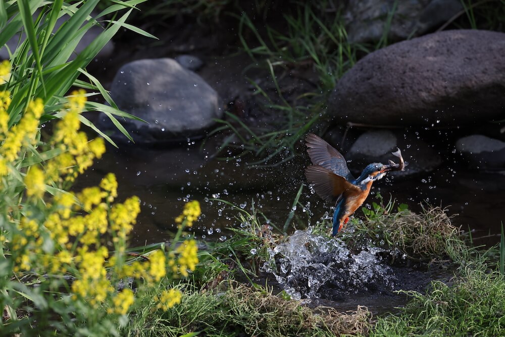 Kingfisher catching fish, taken using the Canon EOS R3