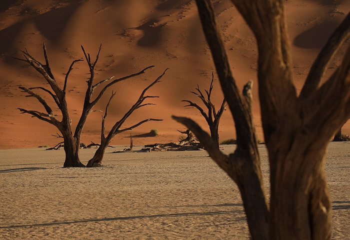 Dead trees in a stark desert landscape backdropped by tall sand dunes, photographed with the Canon RF 24-105mm f4 IS USM lens