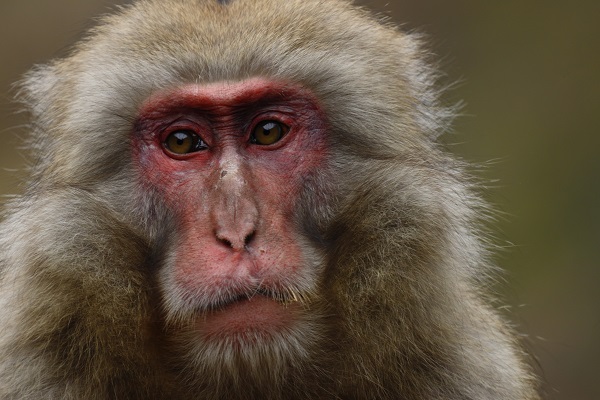 Close-up of snow monkey gazing off to the side, photographed with the Canon RF 600mm f11 lens