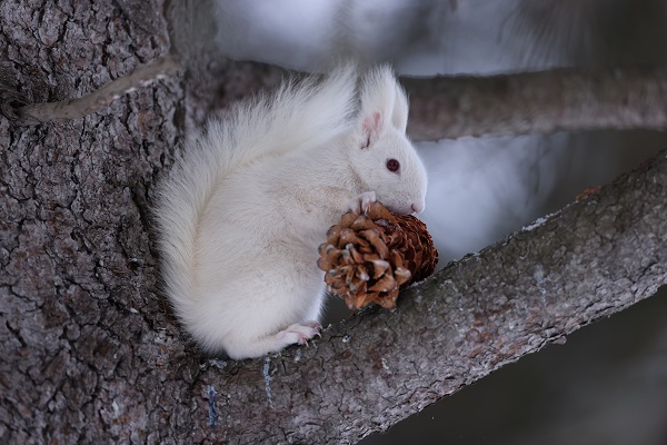 Albino squirrel holding an acorn while perched in a tree, photographed with the Canon RF 600mm f4 L IS USM lens