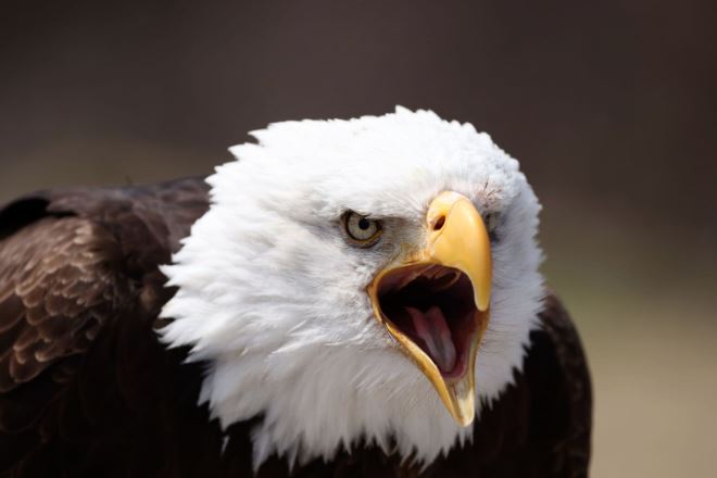 Close-up of bald eagle with its beak open, photographed with the Canon EOS R5