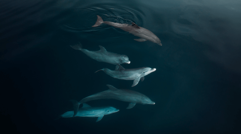 Dolphins playing in the sea, taken using DJI Mavic 3 Drone