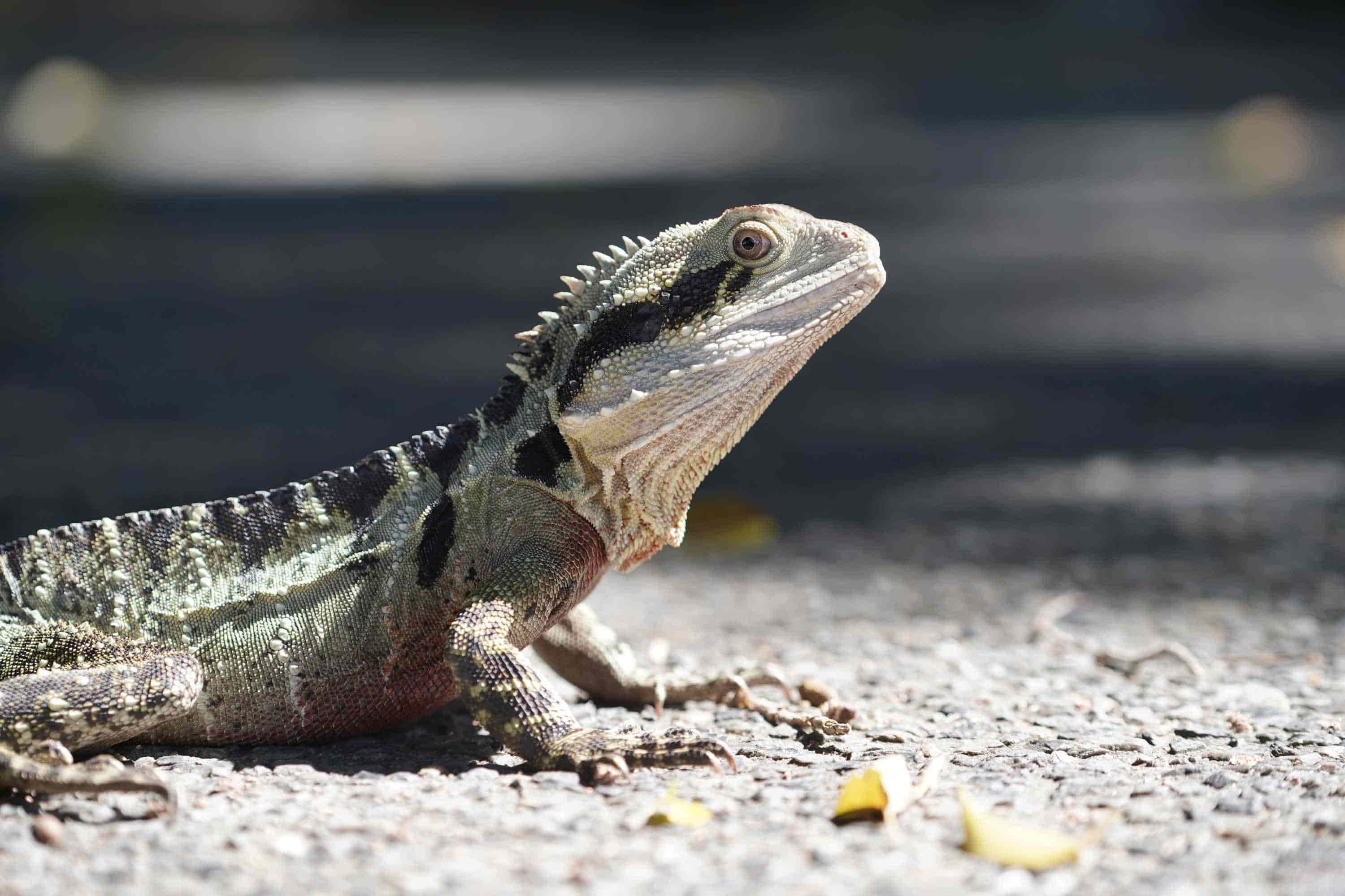 Australian lizard sitting on bitumen, photographed with the Sony a7C mirrorless camera