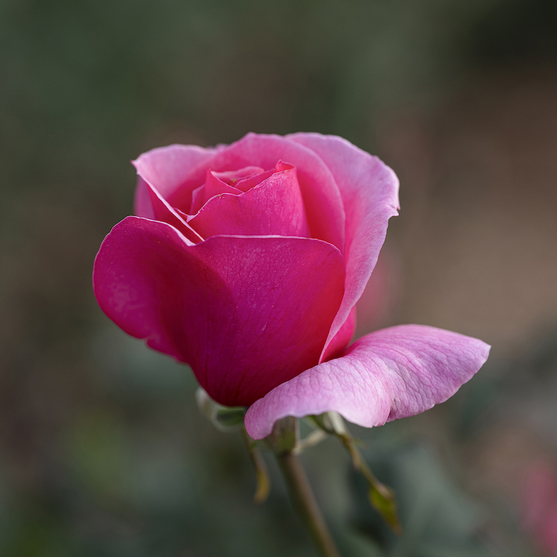 A budding pink rose, taken with the Fujifilm GFX50S Mk II camera