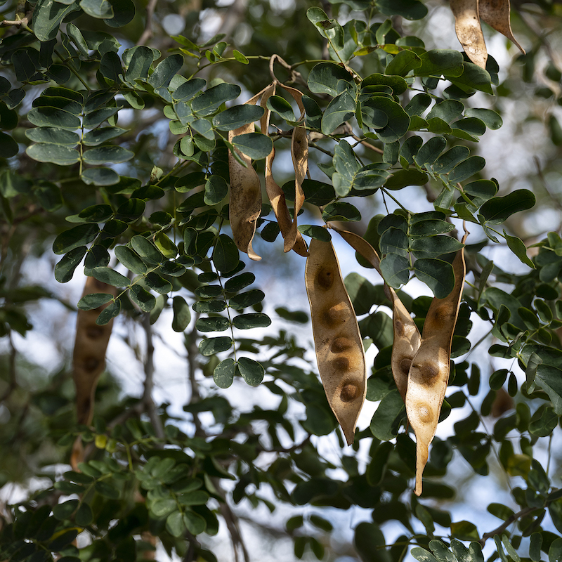 Dried fruit on a branch, taken with the Fujifilm GFX50S Mk II camera