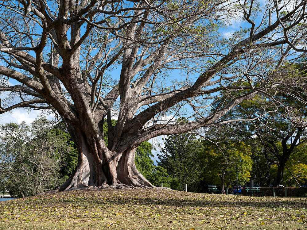 A huge tree in a park, taken with the Fujifilm GFX50S Mk II camera