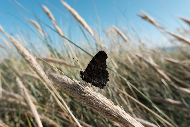 butterfly in wheatfields