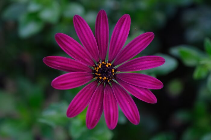 Close up shot of a purple flower amidst a greeny background, photographed on an angle with the Fujifilm XF 16-80mm f4 R OIS WR lens