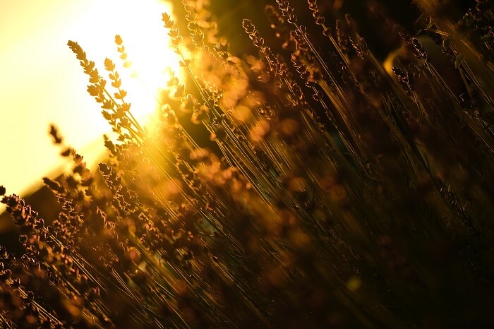 Tall wildflowers backlit by the sun, photographed on an angle with the Fujifilm XF 16-80mm f4 R OIS WR lens