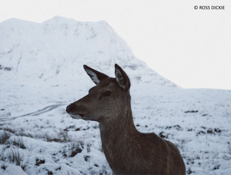 A doe in a snowy mountain - taken with Panasonic Leica DG 12-60mm f/2.8-4.0