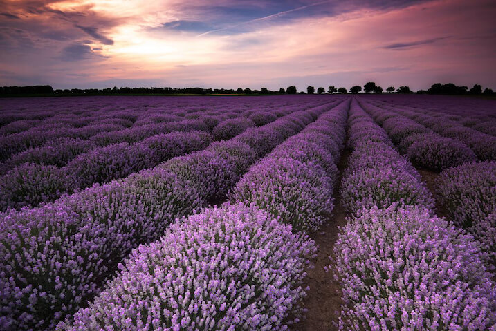 Field of lavander, taken with Nikon AF-S NIKKOR 16-35mm f4