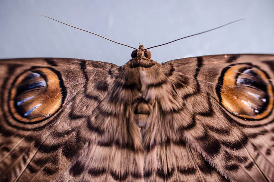 Close-up detail of brown moth, photographed with the Nikon AF-S DX NIKKOR 35mm f/1.8G lens