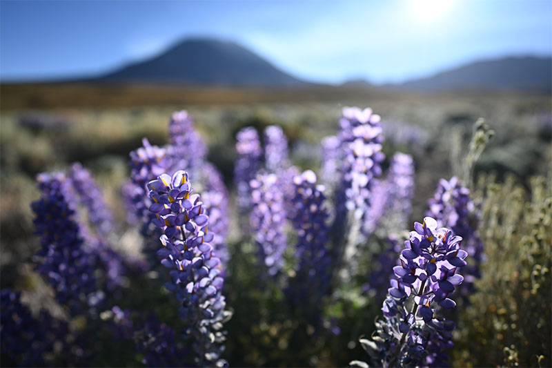 Shallow focus close-up of flowers with mountains in the background, shot in the Atacama Desert with Nikon Z 20mm f/1.8 S lens