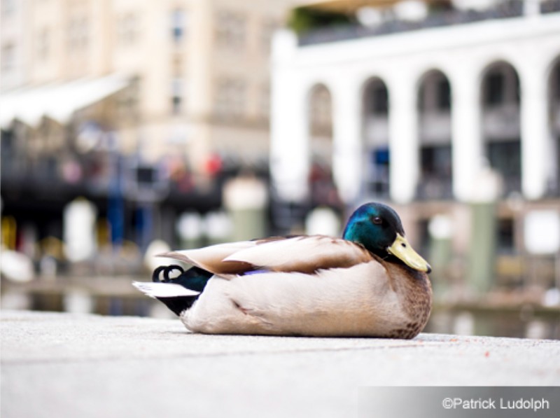 A duck, taken using the Panasonic LUMIX G 42.5mm f/1.7 lens