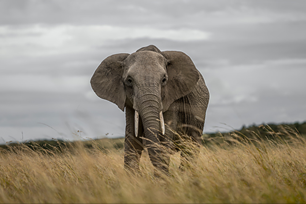 Elephant in the grass against an overcast sky, photographed using the Panasonic Lumix S Pro 70- 200mm f2.8 O.I.S. lens