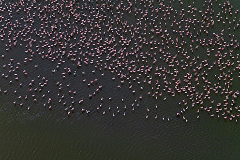 Aerial view over hundreds of pink flamingos in the water, photographed using the Panasonic Lumix S Pro 70-200mm f2.8 O.I.S. lens