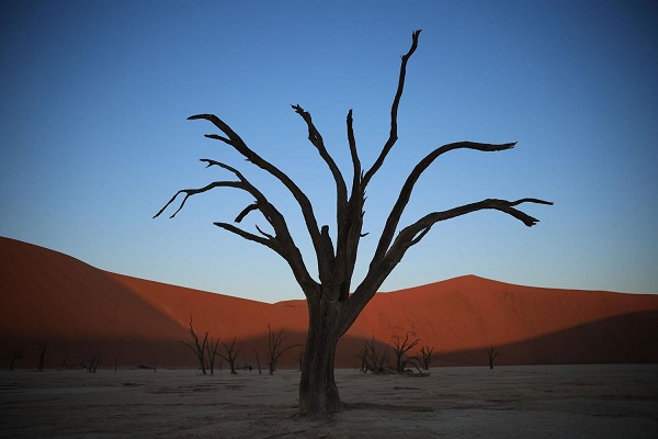 Leafless tree in a stark landscape backdropped by red hills and a clear blue sky, photographed with the Canon RF 28-70mm f2L 