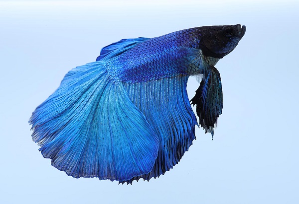 Side-on blue Siamese fighting fish against a plain, light-coloured background, photographed with the Canon RF 35mm f1.8 lens