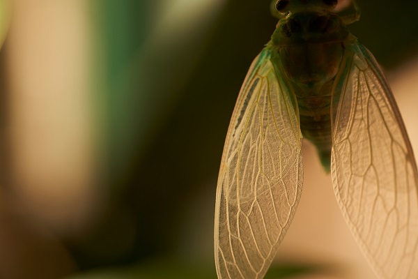 Close-up of lacewing with wings pointing down, photographed with the Sigma 105mm f2.8 DG DN Macro Art lens and Sony a7R III