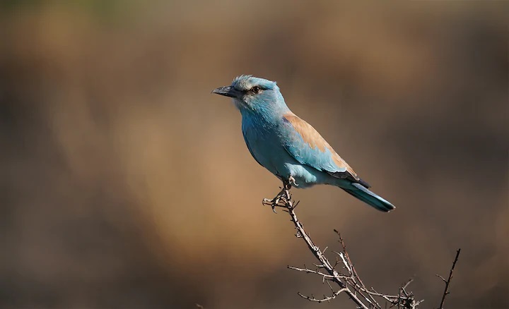 Small blue bird with light brown markings perched on a twig, photographed with the Sony 200-600mm f5.6-6.3 G OSS lens