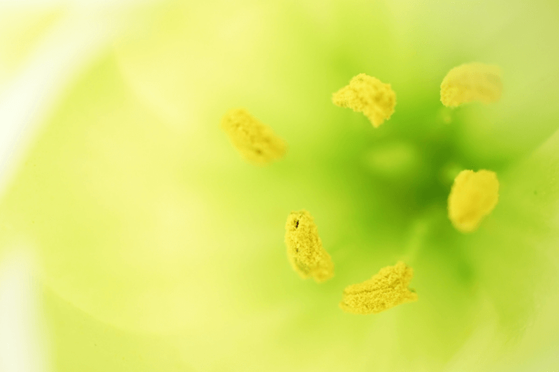 Yellow flowers, taken using the Sony 30mm f3.5