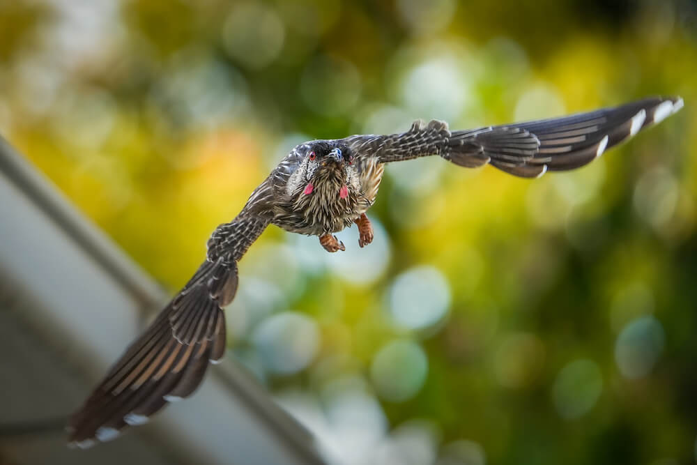 A bird flying in midair, photo taken using the Sony a7 IV