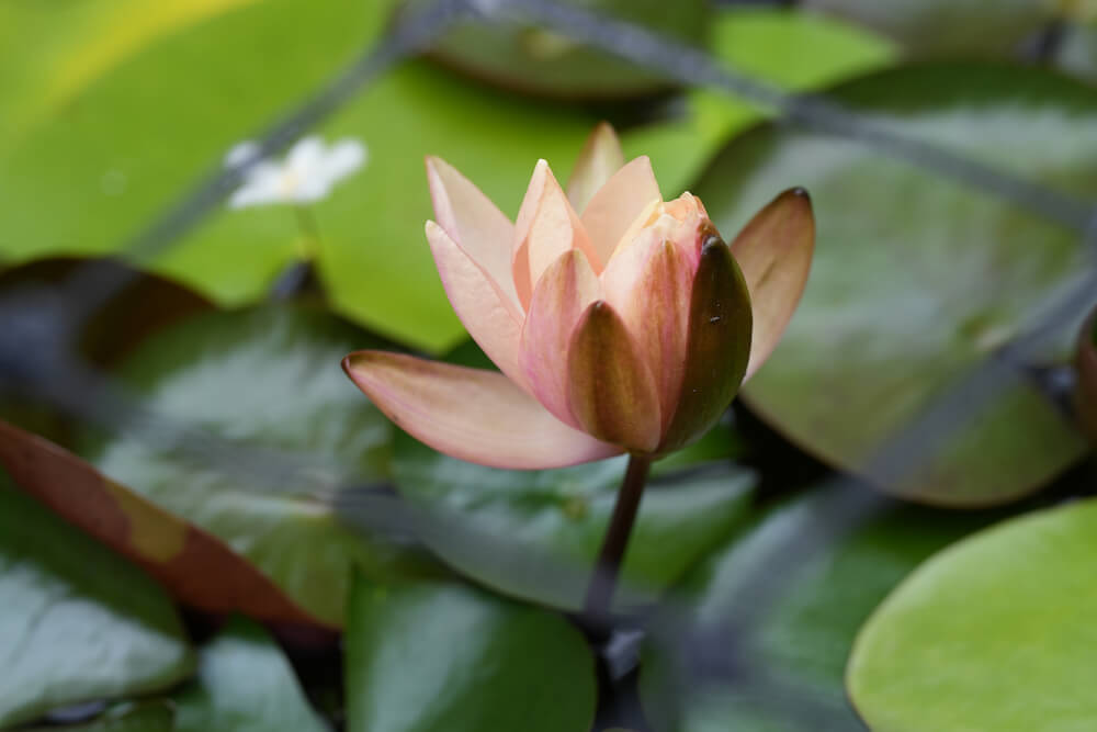 A close up of a lotus flower, photo taken using the Sony a7 IV