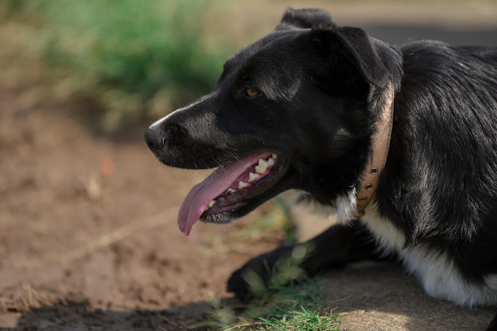 A cute black dog with its tongue out, photo taken using the Sony a7 IV