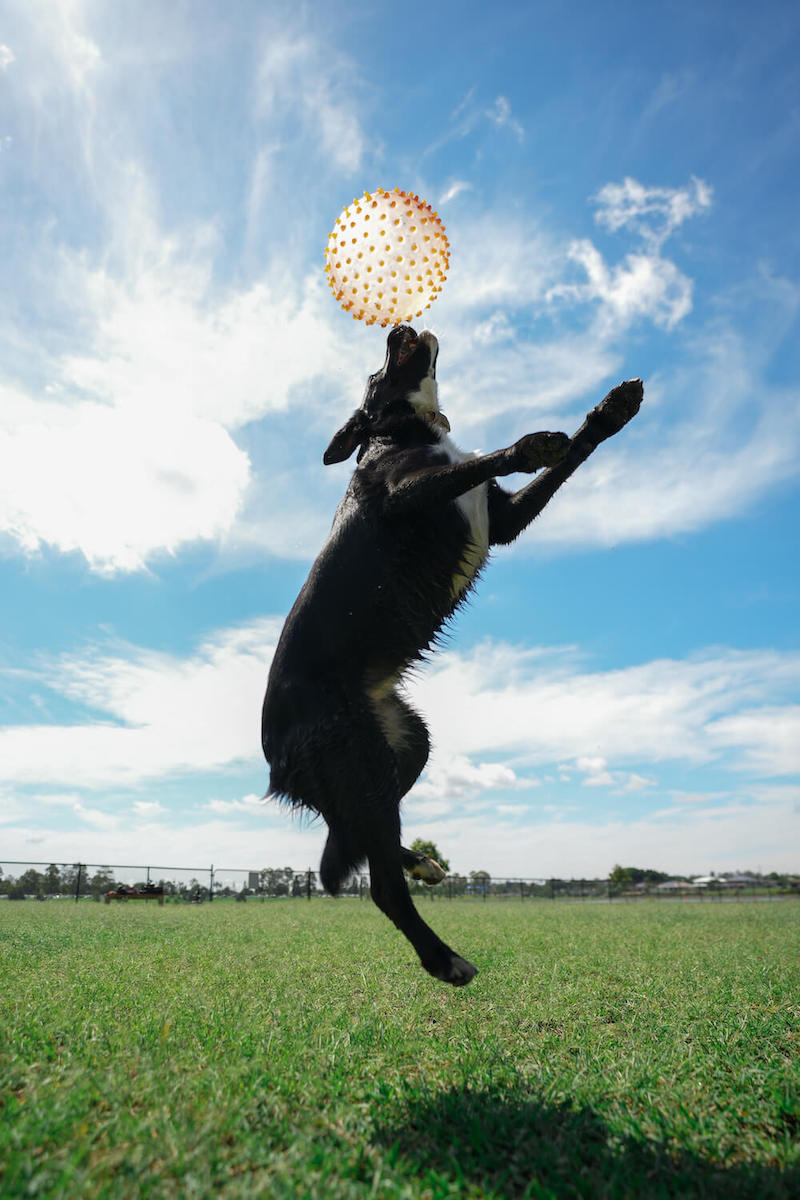 A cute black dog, jumping to catch a ball, photo taken using the Sony a7 IV