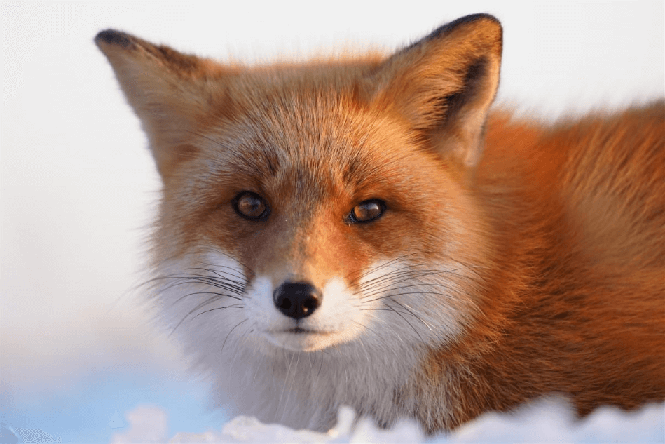 Close-up of red fox in the snow, photographed with the Sony FE 100-400mm f/4.5-5.6 GM OSS lens