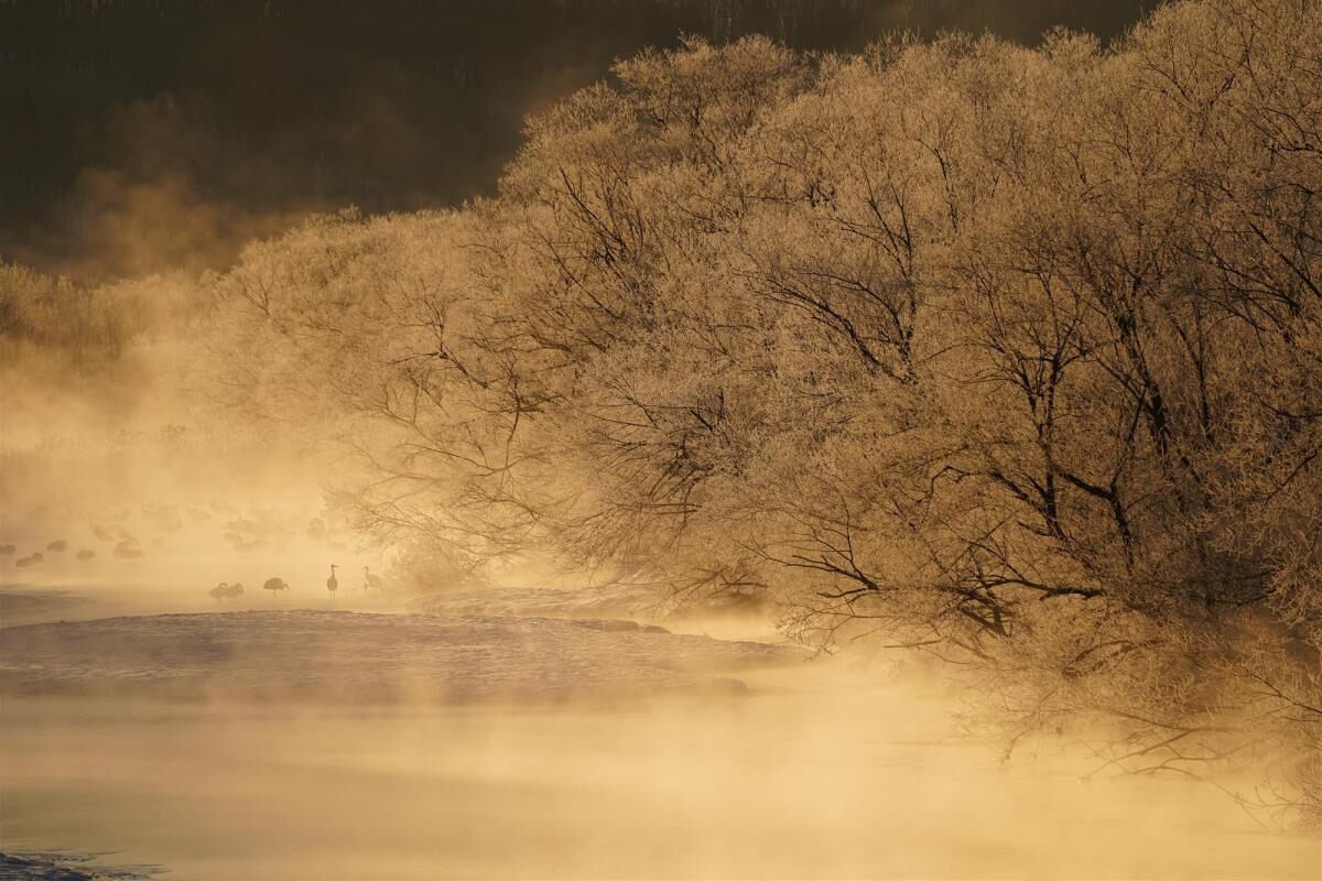 Steam coming off icy lake with trees in foreground & birds in background, shot with Sony FE 100-400mm f/4.5-5.6 GM OSS lens