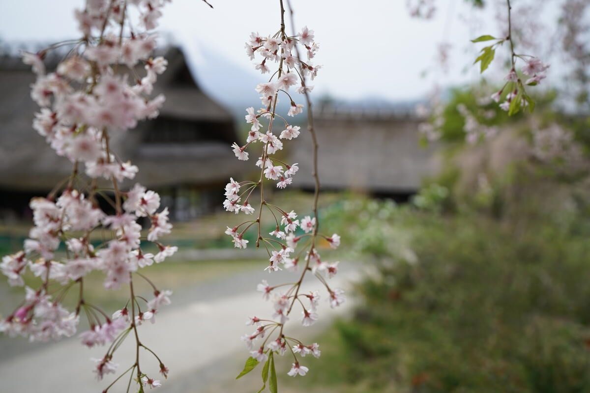 Cherry blossoms in front of traditional buildings out-of-focus in the background, shot with the Sony 16-35mm f2.8 GM Lens