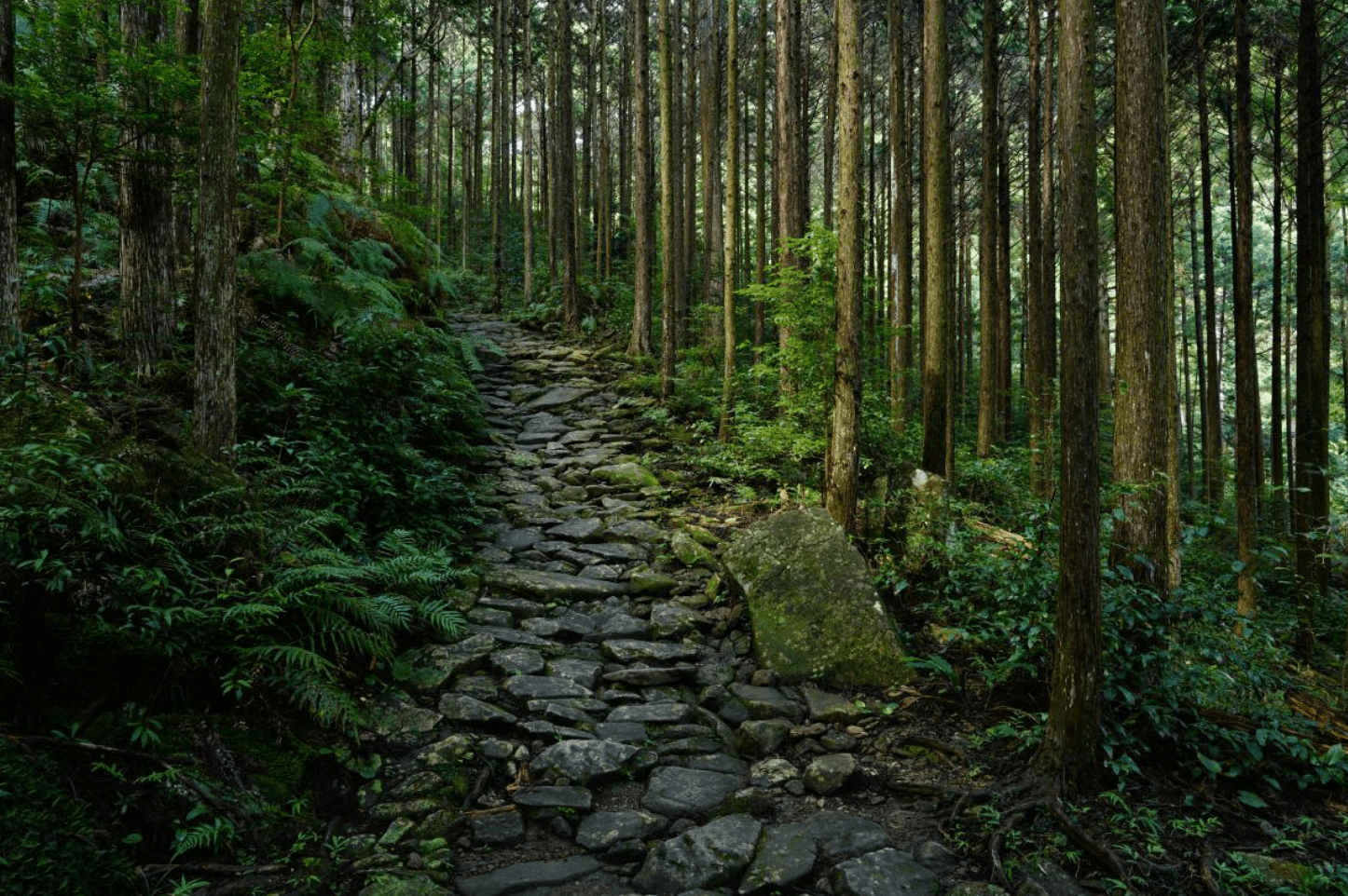 Stone pathway leading up through a forest, photographed using the Sony 24-105mm f/4 G OSS Lens