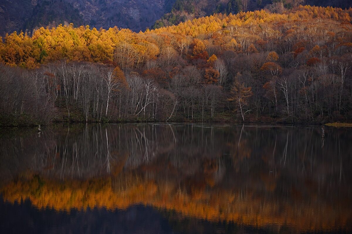 Dense forest of yellow-leafed trees mirrored in water, photographed with the Sony FE 28-70mm f/3.5-5.6 OSS lens