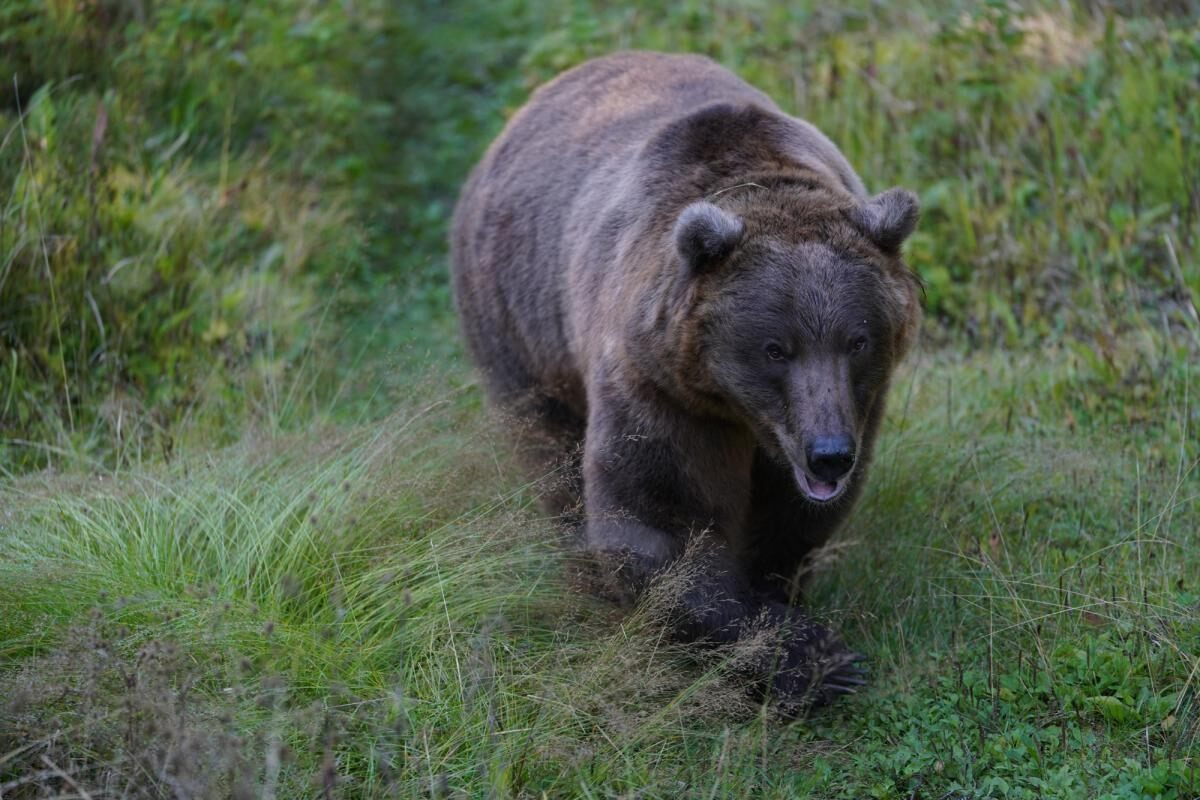 Adult brown bear walking through grass, photographed with the Sony 70-200mm f2.8 GM OSS lens