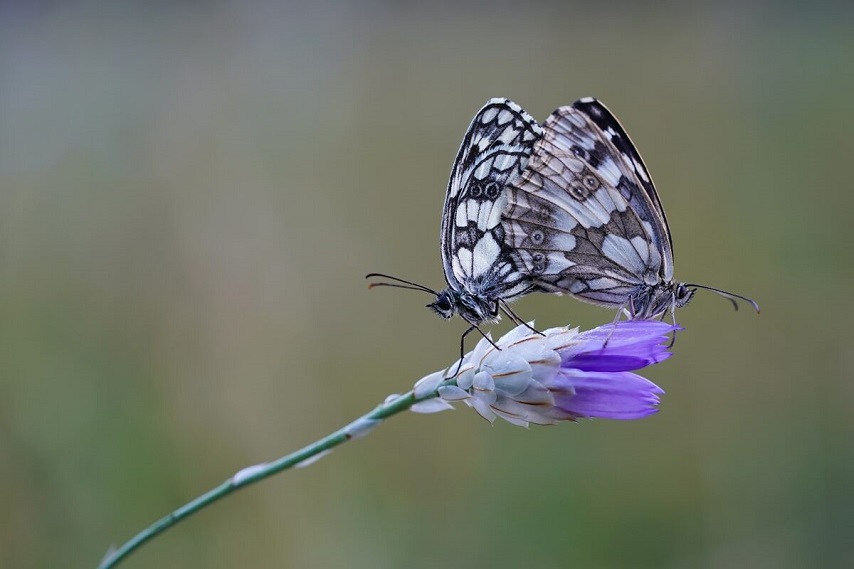 Two grey and black butterflies resting on a single purple flower bud, photographed with the Sony 90mm macro lens